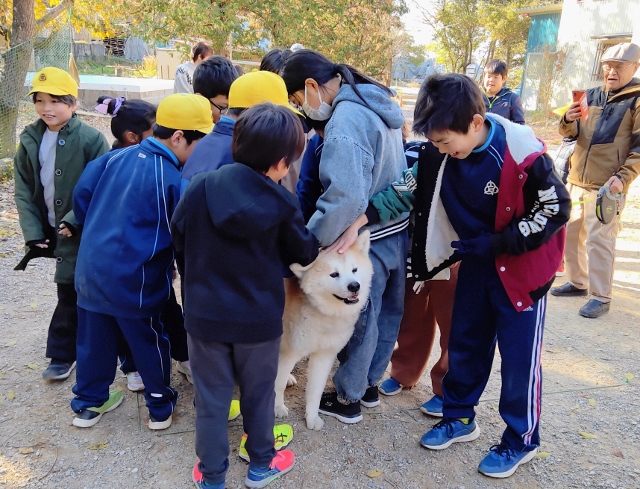 大きな秋田犬