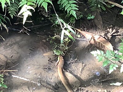 田ウナギとカエル