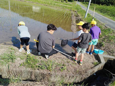 田植えの終わった前の田んぼで生き物をさがす